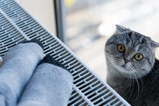 A person warms his feet in the warm socks of the house on the heating radiator. The cat sits next to you and looks at the owner.