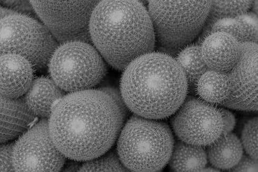 Top view of cactus in the garden of Monochrome