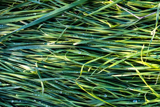 Fresh green grass wet with dew in the morning. Graphic texture for background.