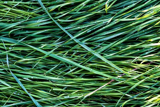 Fresh green grass wet with dew in the morning. Graphic texture for background.