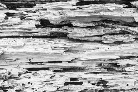 Large tree log rotting on beach sands from flood storms a closeup black and white abstract background art of scenic beauty of natures cycle