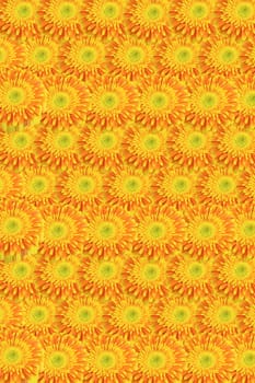 Background made of yellow-orange flowers of chrysanthemums lined up in a row. Vertically.