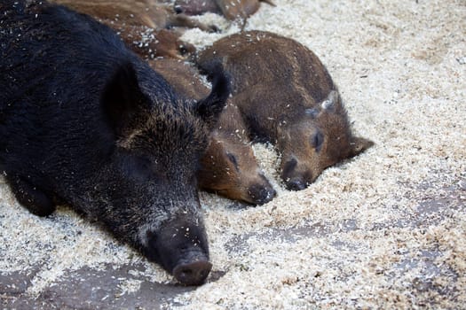 Mother boar sleeps besides her babies