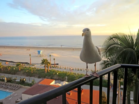 A seagull standing on a railing at sunset