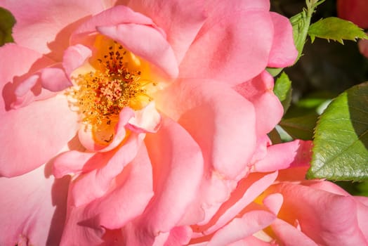 close up of a pink rose in garden