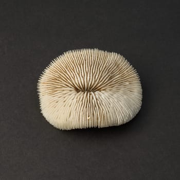 Little white coral from italian beach isolated