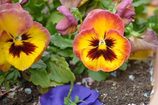 violet flower of thought with Yellow and Red petals