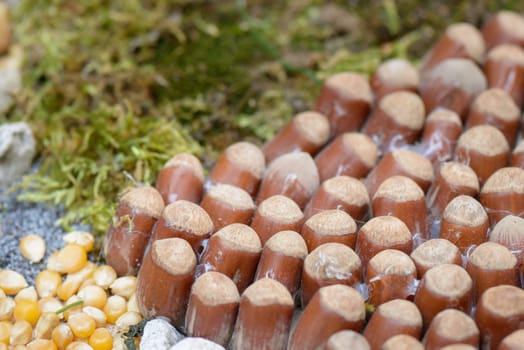 Nice composition with natural material, like nuts, walnuts, pine cones, grapes, hazelnuts and corn