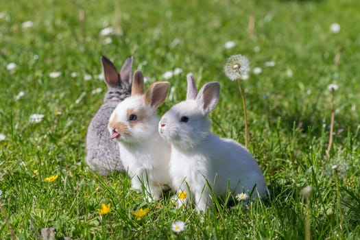 Rabbits