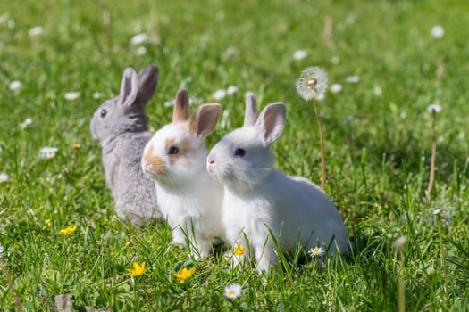 young bunnies