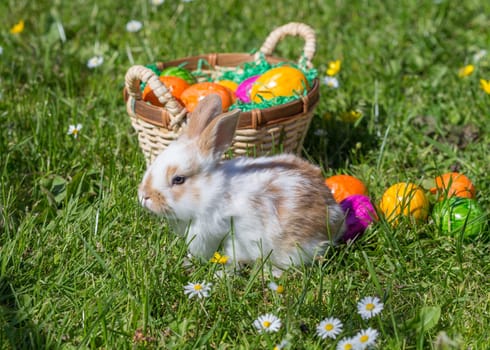 Easter bunny