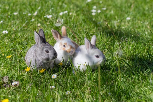 young bunnies