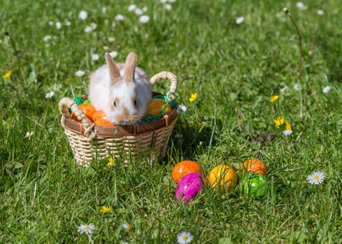 Easter bunny