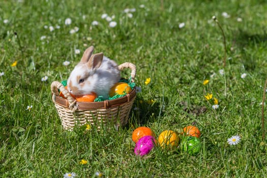 Easter bunny