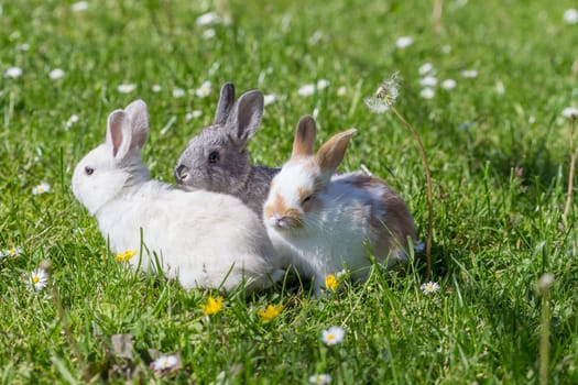 young bunnies