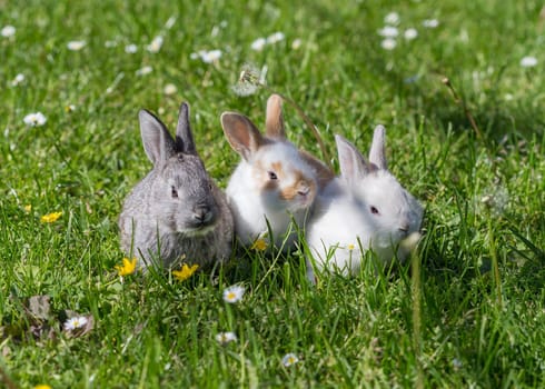 young bunnies