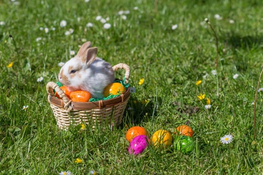 Easter bunny