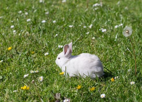 young bunnies