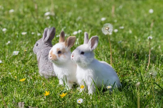 young bunnies
