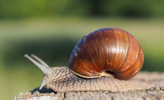 Snail