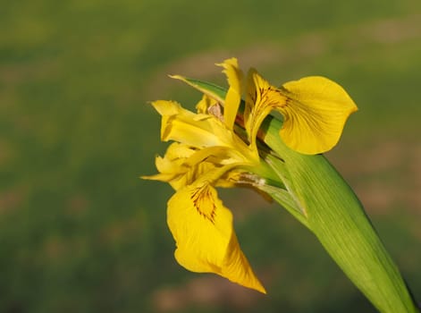 Swamp Sword Lily