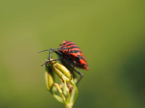 Striped bug