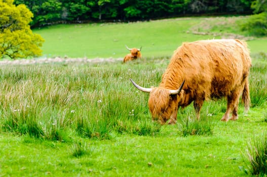 Scottish Highland Cows