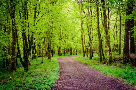 Footpath in green forest