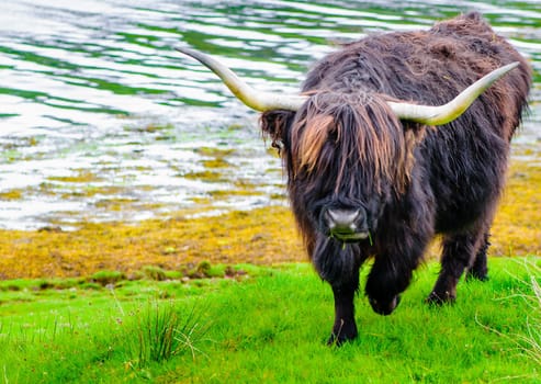 Scottish Highland Cow
