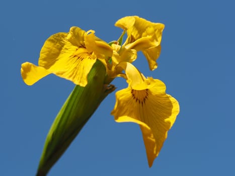 Swamp Sword Lily
