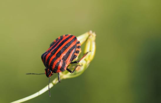 Striped bug