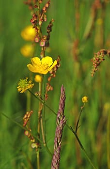 Summer meadow