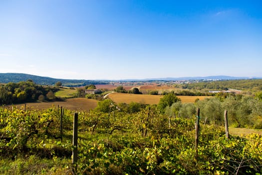 View of a Tuscan landscape with cottage in background and vineyard in foreground