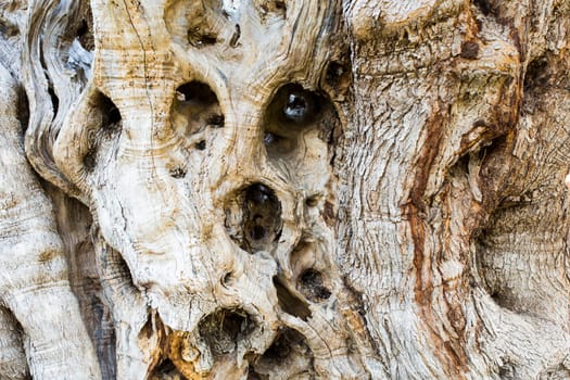 Close-up view of a detail of the bark of an old olive tree.