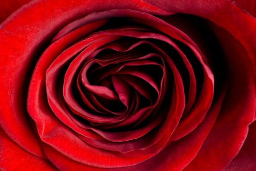 Extreme close up of beautiful red rose