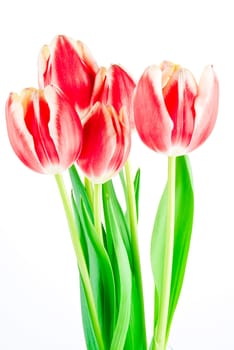 Bouquet of several tulips isolated over white background
