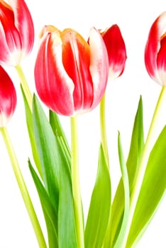 Bouquet of several tulips isolated over white background