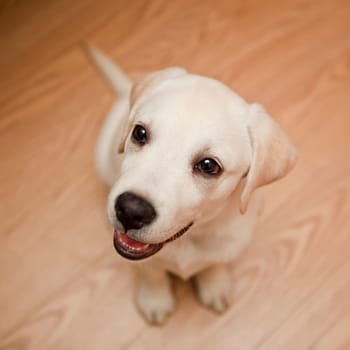 Top view of a labrador retriever puppy sitting on the floor