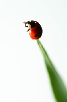 summer red  ladybug on grass