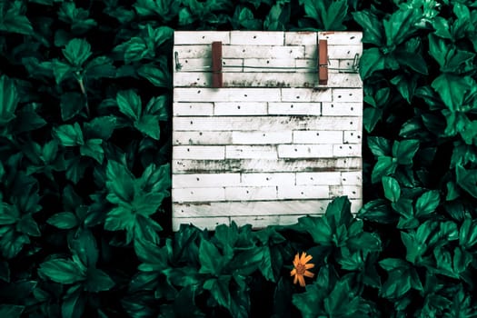 white grain rustic empty wooden board  for writing note background green nature leave