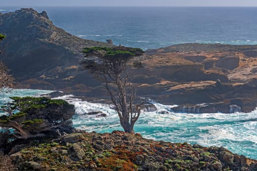 Distinctive Tree on Coastal Cliffs at Point Lobos State Natural Reserve in California
