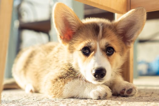 Portrait of wonderful welsh pembroke corgi puppy lying on concrete floor under wooden stairs near house, looking at camera. Domestic animal, pet care, veterinary clinic, world pet day, pet adoption.