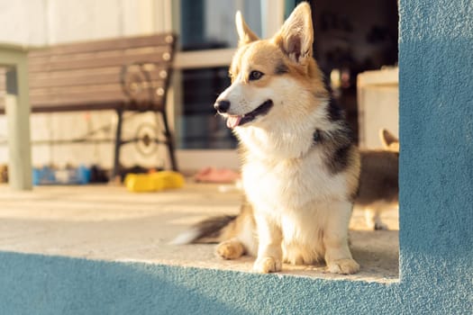 Portrait of adorable welsh pembroke corgi pet sitting on concrete floor near house, looking aside, showing tongue. Domestic animal, pet care, veterinary clinic, animal life, world pet day, adoption.