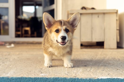Portrait of charming welsh pembroke corgi puppy standing with open mouth on concrete floor near house, looking at camera. Domestic animal, pet care, veterinary clinic, world pet day, pet adoption.
