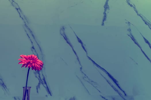 Pink flower on the marble wall background