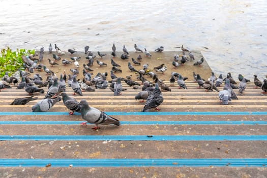 Pigeons eat a lot of food near the river