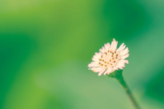 Flower on green background on spring summer nature garden