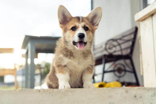 Portrait of friendly welsh pembroke corgi puppy sitting on concrete floor near house in summer looking at camera, showing tongue. Domestic animal, pet care, veterinary clinic, animal life. Soft focus.