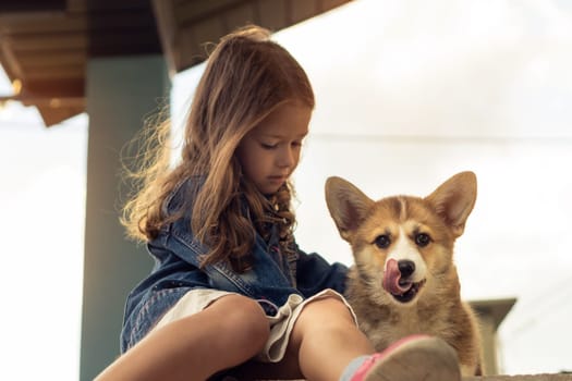 Portrait of attractive little girl with long dark hair wearing denim jacket, caressing, stroking fur of cute welsh pembroke corgi puppy pet with protruded tongue, sitting outside in yard. Pet care.