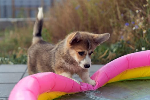 Portrait of playful welsh pembroke corgi puppy putting paws on colorful inflatable pool in summer, looking at water, playing in the yard. Domestic animal, pet care, veterinary clinic, animal life.